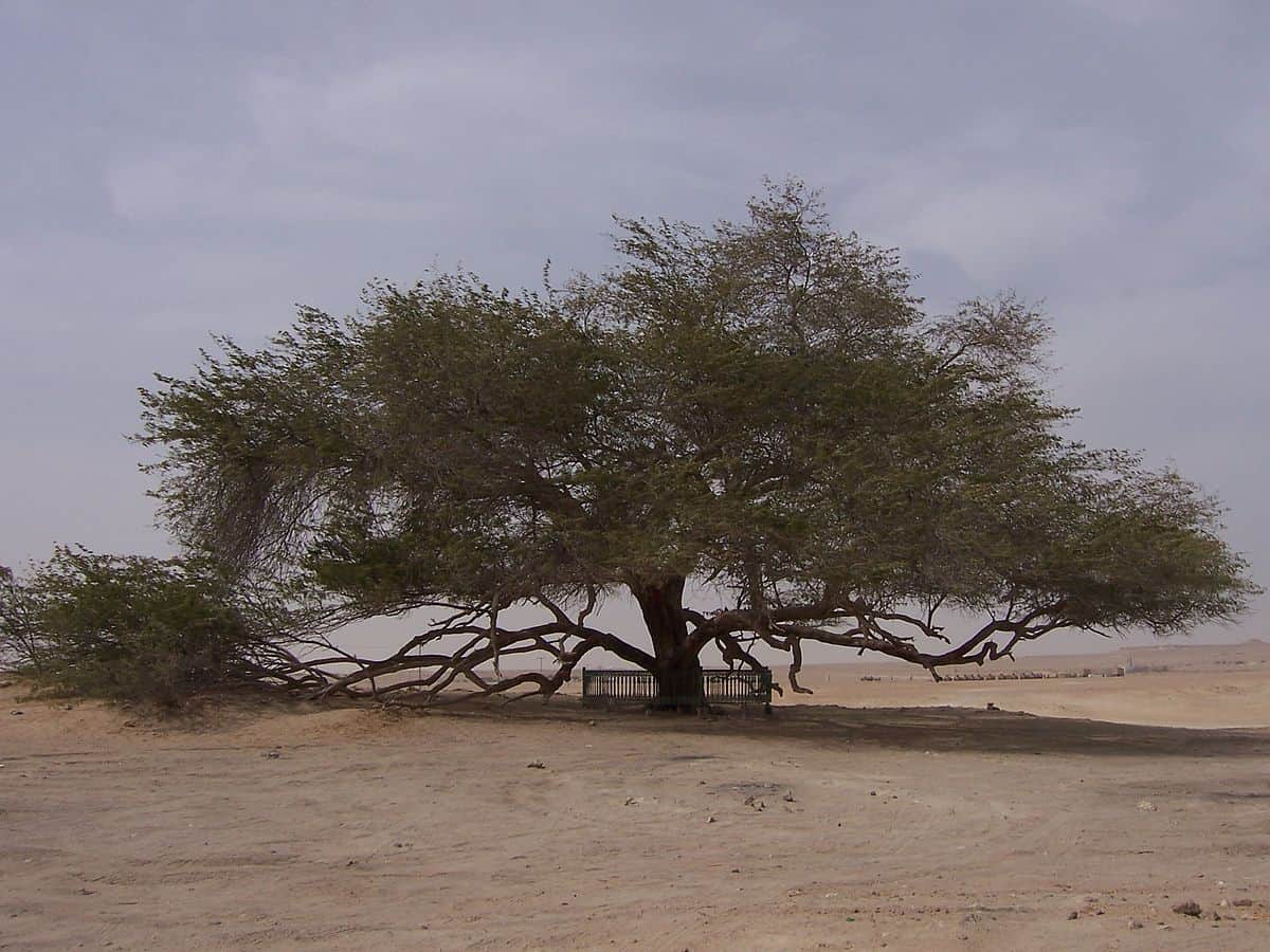 شجرة الحياة في البحرين