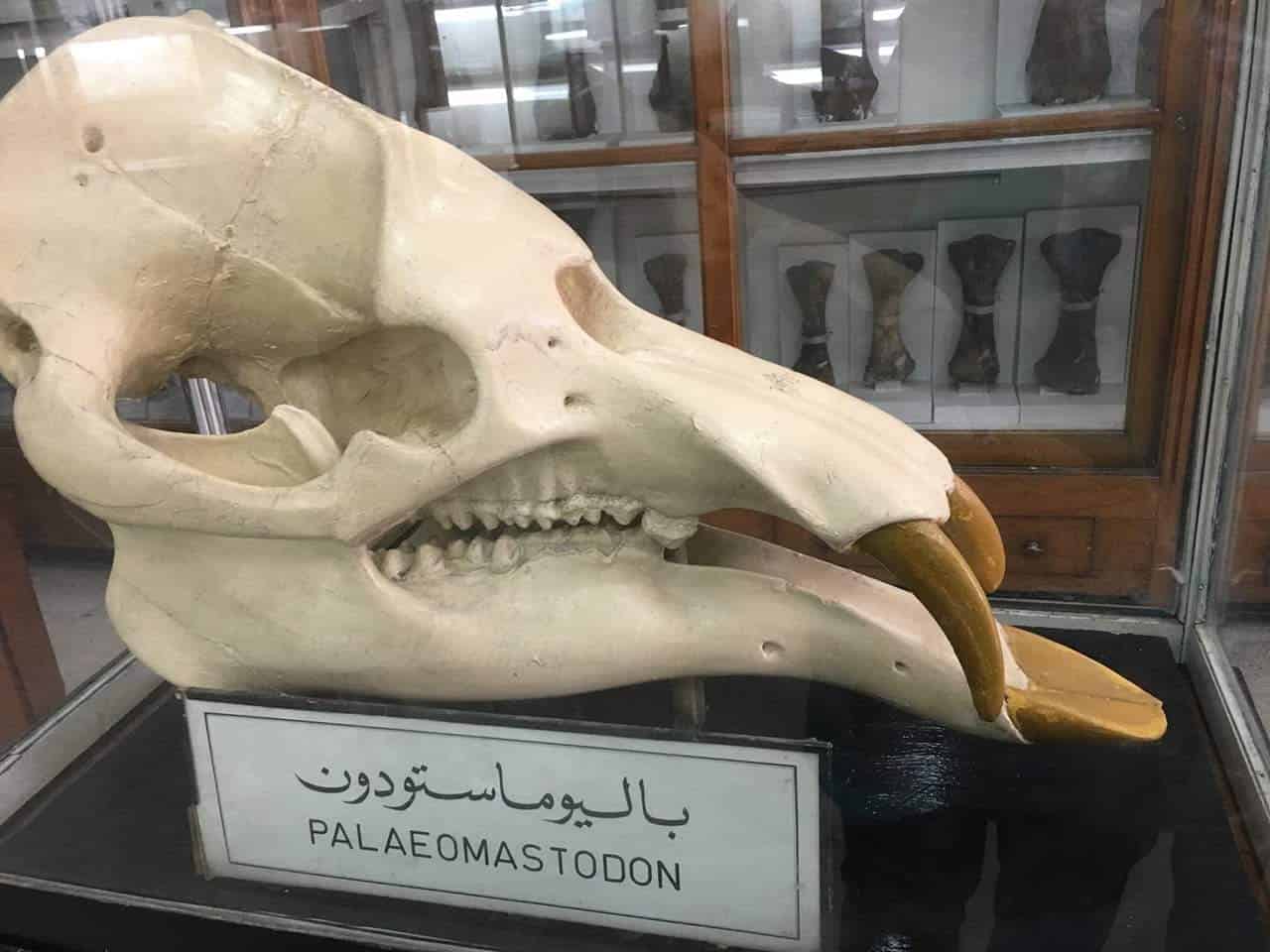 المتحف الجيولوجي المصري