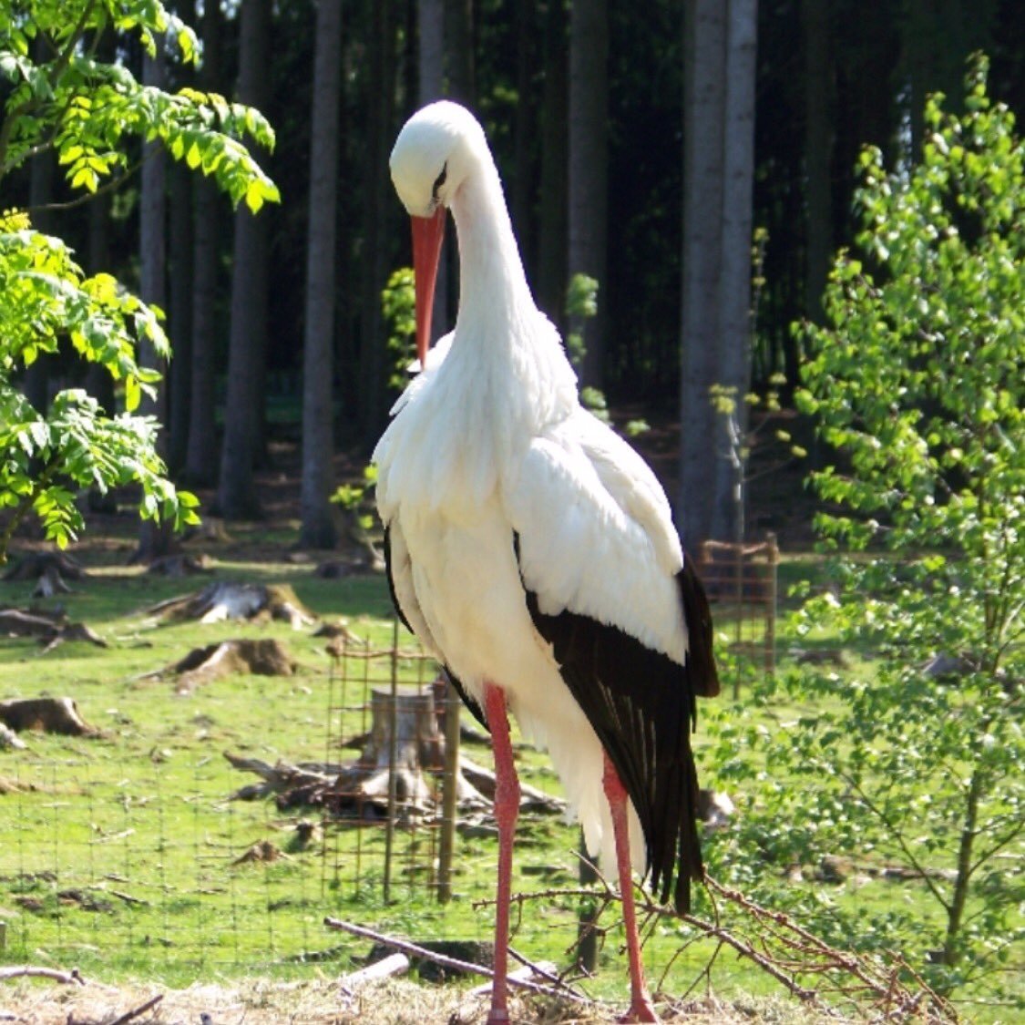 صورة بعض الطيور في محمية Wildpark Poing