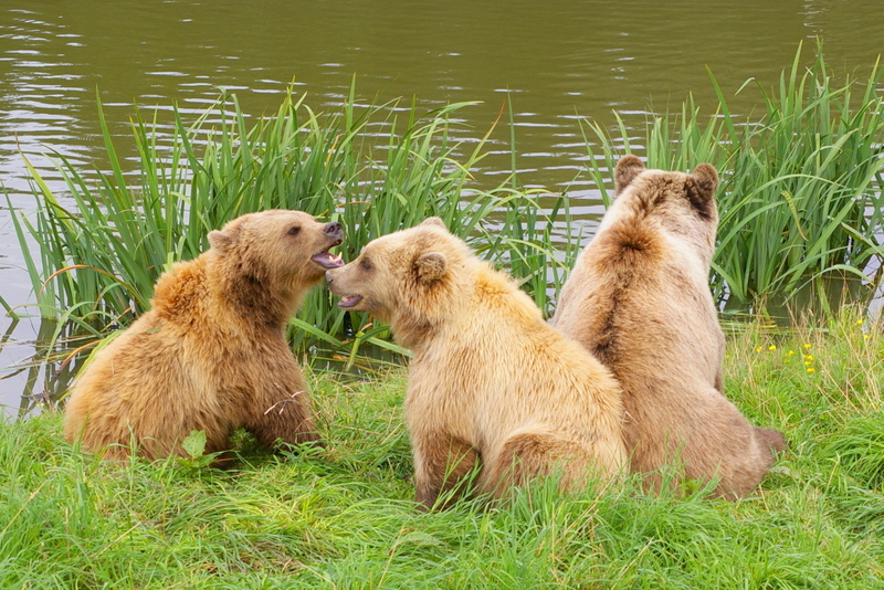 حديقة حيوانات Wildpark Poing في المانيا