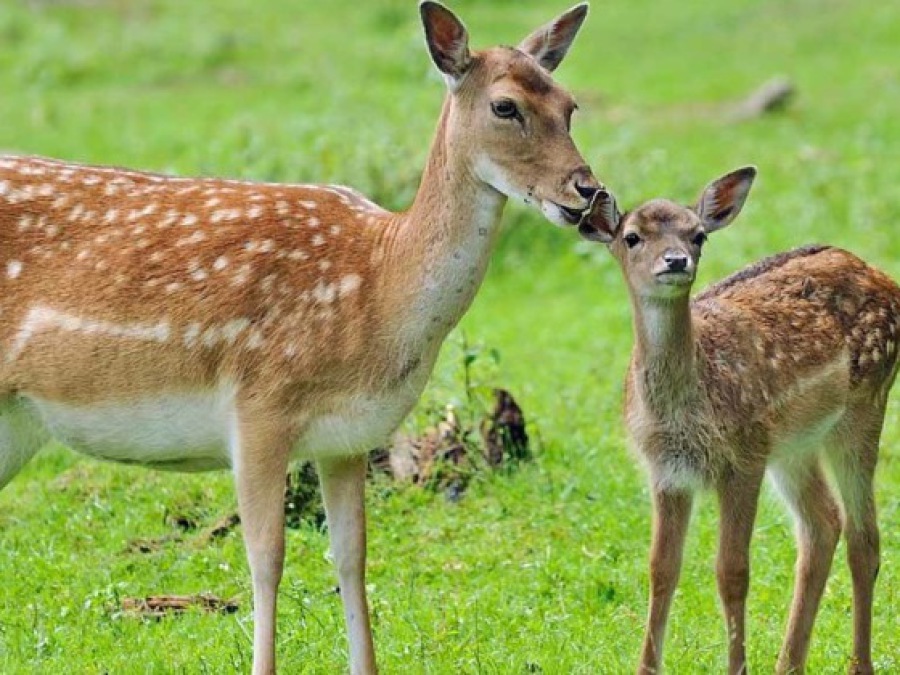 الغزلان في حديقة حيوانات Wildpark Poing في المانيا