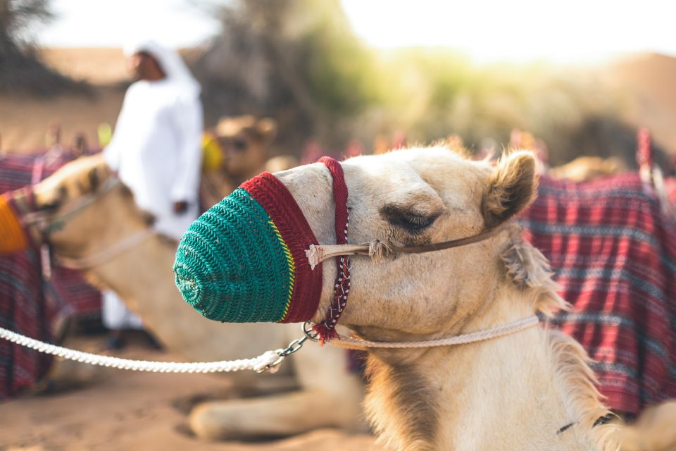 رحلة سفاري مع شواء، أبو ظبي