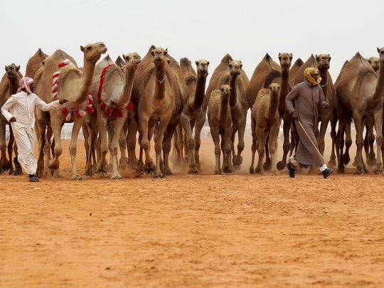 مهرجان الملك عبد العزيز للإبل 