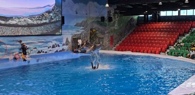 حديقة الخور دبي عروض الدلافين
