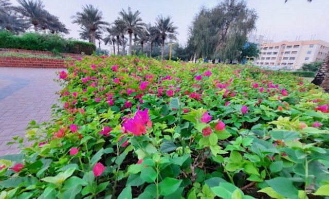 حديقة الكرامة دبي