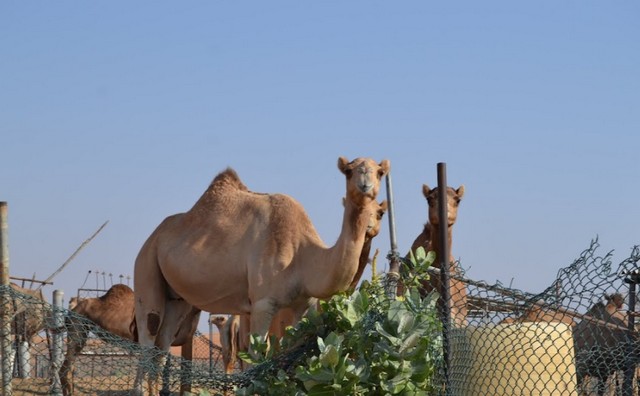 محمية دبي الصحراوية