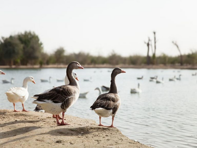 بحيرة الحب دبي