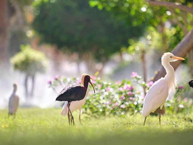 محمية رأس الخور للحياة البرية دبي