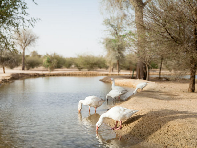 البحيرات في دبي